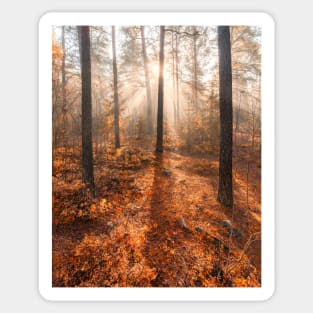 Foggy morning autumn forest Sticker